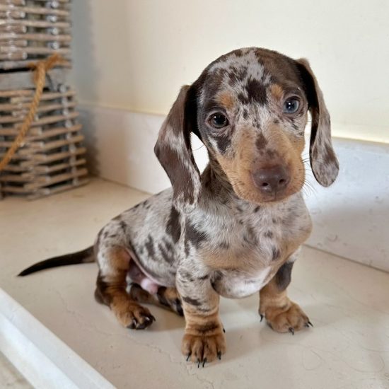 WhatsApp Image 2025-09-03 at 2.53.22 AM