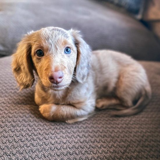 WhatsApp Image 2025-09-03 at 3.02.59 AM