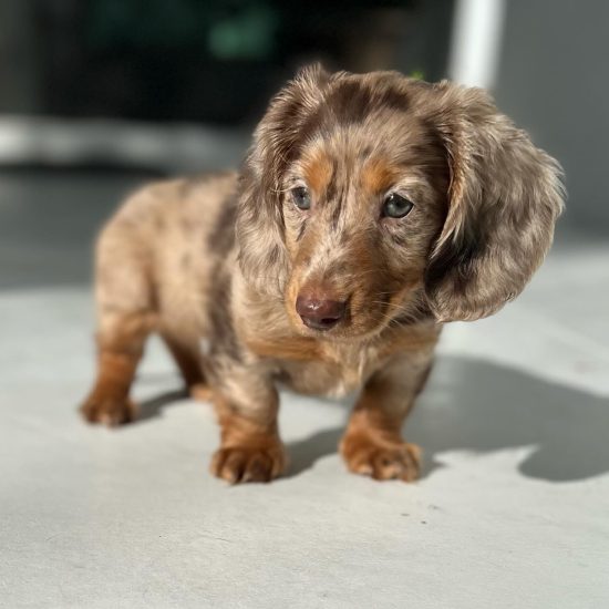 WhatsApp Image 2025-09-03 at 3.05.13 AM